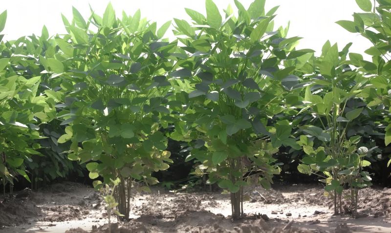 海南自贸港农业机遇