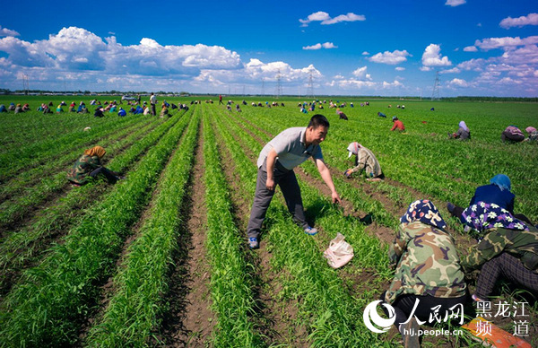 水米田农业企业文化